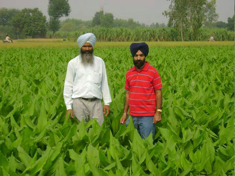 Image result for progressive farmer punjab